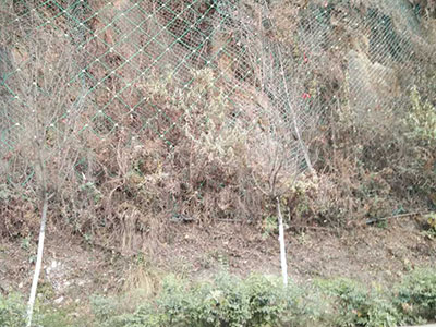四川兩河鎮(zhèn)邊坡防護(hù)工程 四川兩河鎮(zhèn)邊坡防護(hù)工程 - 安平縣佰泰金屬絲網(wǎng)制品有限公司